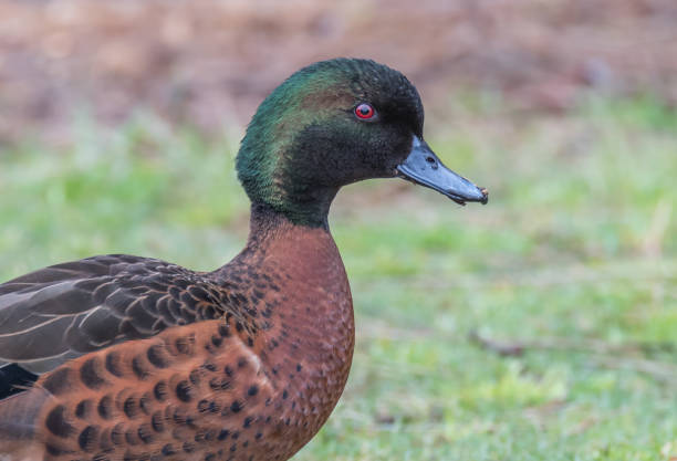 istock Male Chestnut Teal Duck 1175568980