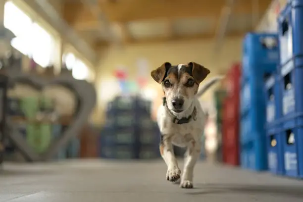 Photo of Cute small dog in shopping market - cute little Jack Russell terrier, 13 years old is running through the mall