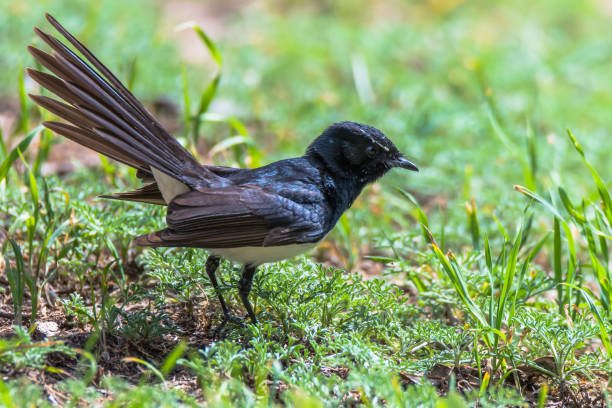 istock Willie Wagtail in the grass 1175569068