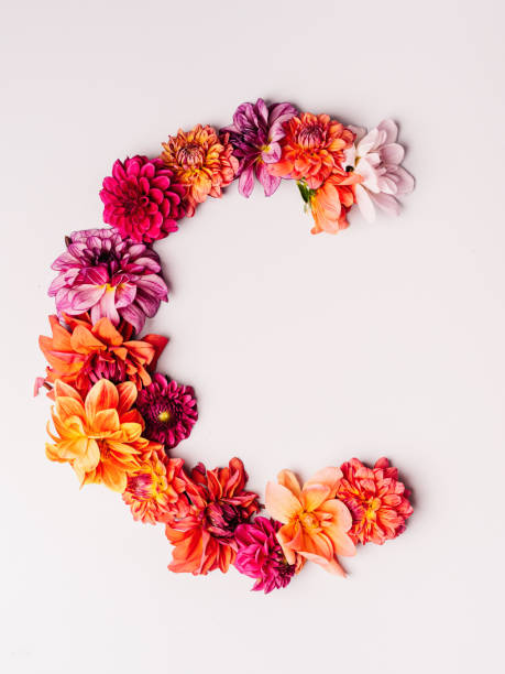 istock Flower alphabet series Letter C 1175570738