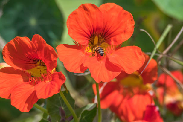 Tropaeolum majus garden nasturtium, Indian cress, or monks cress) is a flowering plant in the family Tropaeolaceae, originating in the Andes from Bolivia north to Colombia.