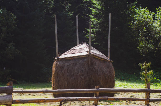 Haystack in the morning light. Rural scene. Transilvania, Romania