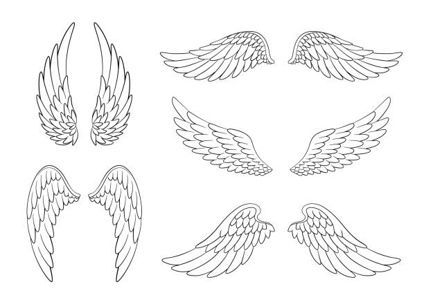 Set of hand drawn bird or angel wings of different shape in open position. Contoured doodle wings set Set of hand drawn bird or angel wings of different shape in open position. Contoured doodle wings set isolated on white background. wings tattoos stock illustrations