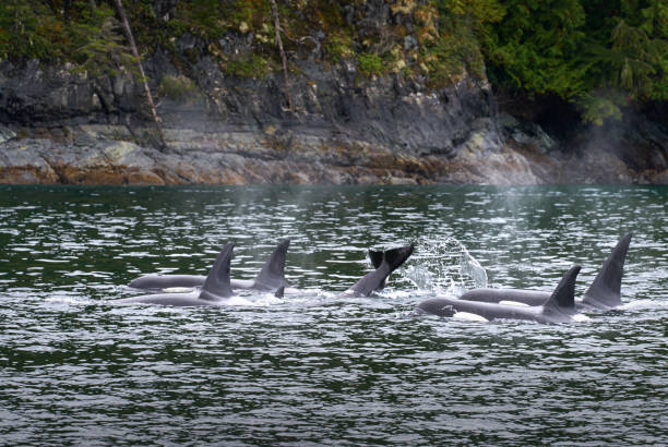 istock Johnstone Strait Orcas British Columbia 1175571088