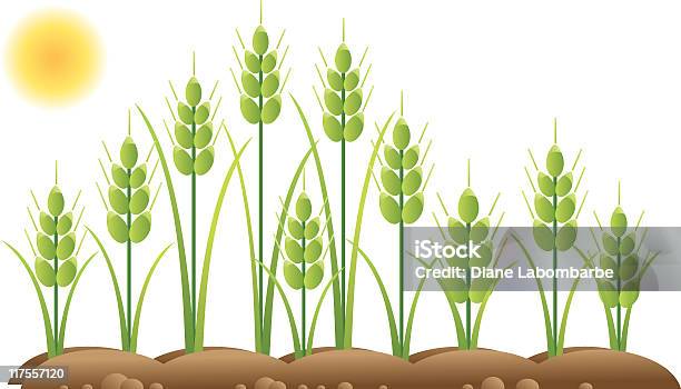 Wheat Campo Di - Immagini vettoriali stock e altre immagini di Grano - Graminacee - Grano - Graminacee, Miglioramento, Agricoltura
