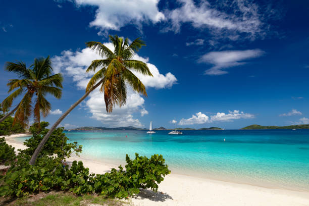 istock Palm trees on Honeymoon beach, St John, Virgin Islands 1175571285