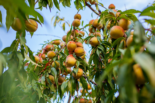 Ripe peaches hanging on tree in autumn orchard. Fresh organic fruits grow in garden. Harvesting time. Close up