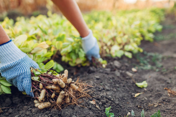 picking peanuts. farmer woman pulling peanuts out of soil. autumn harvesting. farming and gardening concept. - peanut peanut crops plant root imagens e fotografias de stock