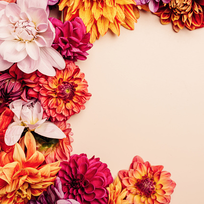 Frame of beautiful flowers - floral arrangement\nDahlia colorful flower background space for text\nPhoto taken from above overhead flat lay