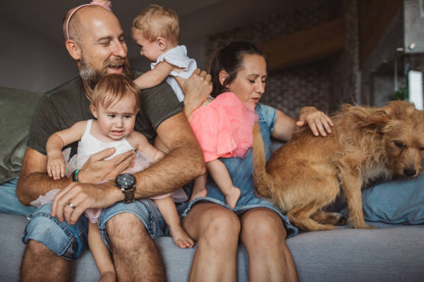 Family photo fail. Father and mother trying to make a family photo, but babies are crying. animal related occupation photos stock pictures, royalty-free photos & images