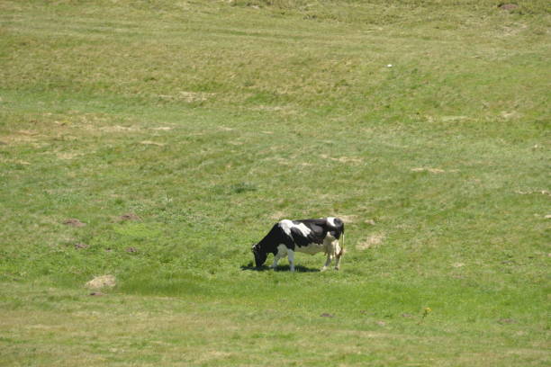 Cow grazes on a mountain meadow in Durmitor National Park in Montenegro