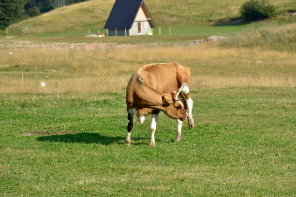 istock Brown cow grazes on the mountain meadow 1175580113