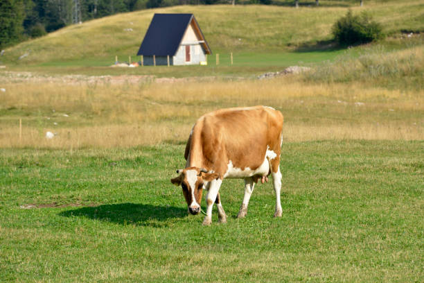istock Brown cow grazes on the mountain meadow 1175580114