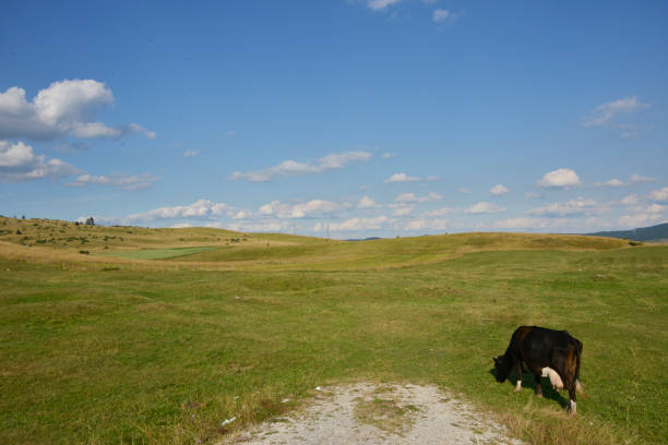 Cow grazes on a mountain meadow in Durmitor National Park in Montenegro