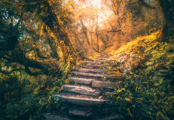가을에는 안개가 자욱한 아름다운 열대 우림의 돌 계단. 돌 계단, 오렌지 단풍 나무, 금 빛햇빛과 다채로운 가을 풍경. 마법에 걸린 숲. 아름다운 자연. 여행 - scenics autumn mystery vibrant color 뉴스 사진 이미지