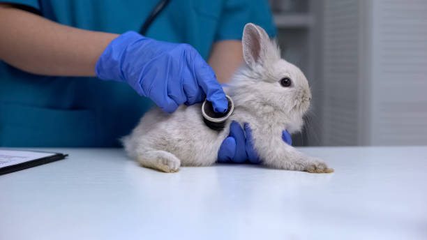 Vet listening rabbit stomach with stethoscope, diagnosing digestive diseases Vet listening rabbit stomach with stethoscope, diagnosing digestive diseases sick bunny stock pictures, royalty-free photos & images