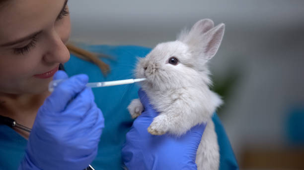 Vet giving rabbit medications with pipette, antibiotics or anthelmintic drugs Vet giving rabbit medications with pipette, antibiotics or anthelmintic drugs dropper photos stock pictures, royalty-free photos & images