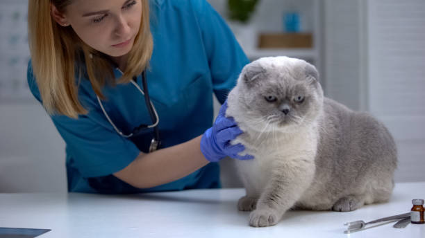istock Vet stroking anxious cat on table, wellness examination stressful for pets 1175584601