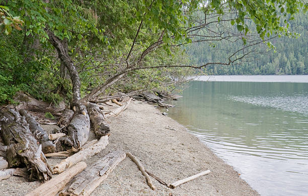 shore クリアウォーターの湖 - boreal forest lake riverbank waters edge ストックフォトと画像