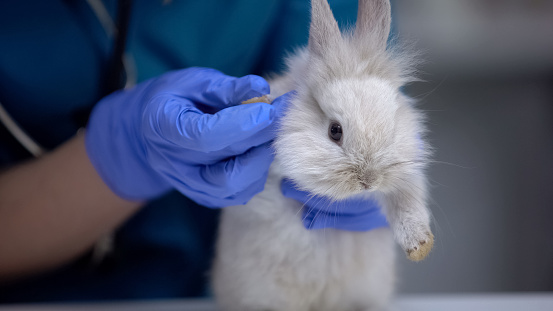 Vet examining bunny fur, searching ulcers or insects, pododermatitis symptoms