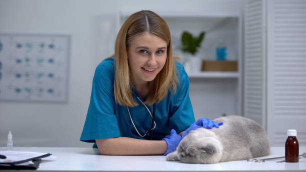 istock Friendly vet stroking cat, smiling on camera, professional and caring pet doctor 1175584868