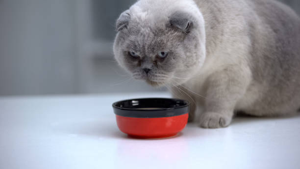istock Fat scottish fold cat looking at camera, preparing to eat, balanced pet food 1175584956