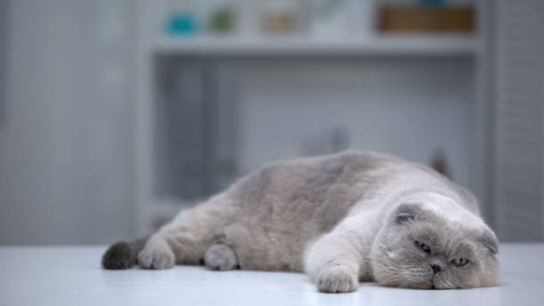 adorabile gatto sdraiato comodamente, animale domestico paffuto con pelliccia ben curata, pubblicità - comfortably foto e immagini stock