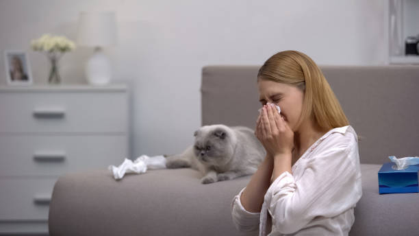 женщина чихание от аллергии кошки, шотландский раз сидя на диване, антигистаминные препараты - spirit house стоковые фото и изображения