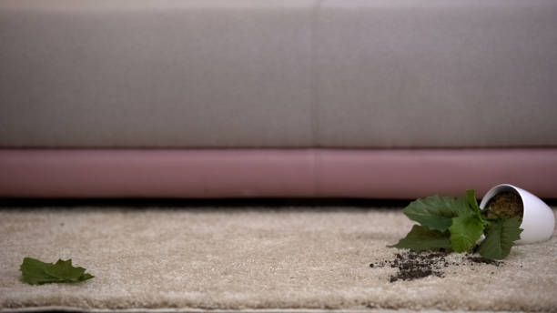 istock Broken potted plant lying on carpet, kids or pet misbehavior, cleaning service 1175585397