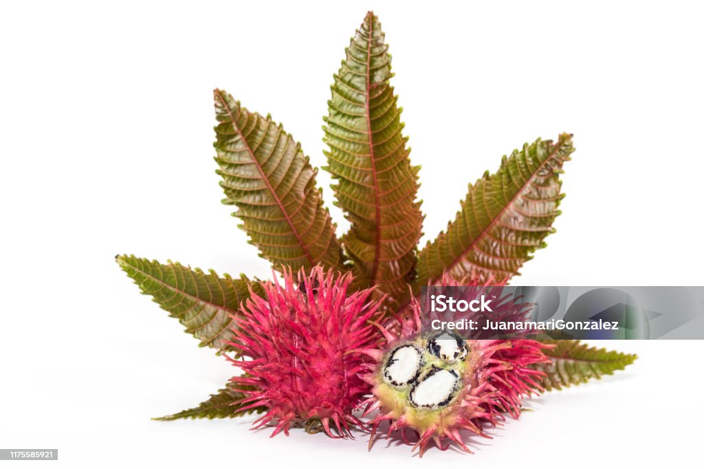 Castor oil seeds Castor oil seeds on white background Castor Oil Stock Photo