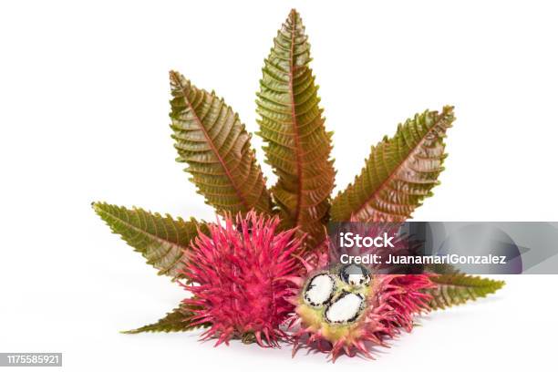 Castor Oil Seeds Stock Photo - Download Image Now - Castor Oil, Castor Bean Plant, Close-up