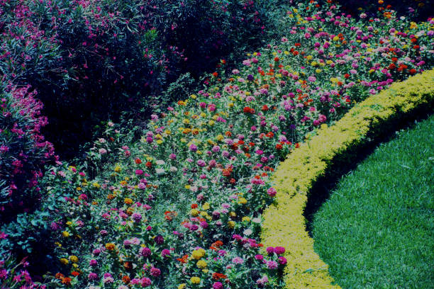 Multi-colored flowers in your garden