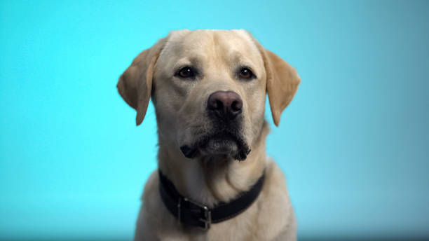 istock Cute thoroughbred dog posing against blue background, labrador retriever pet 1175587066