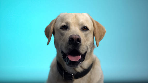 istock Labrador retriever pet isolated on blue background, thoroughbred cute dog 1175587695