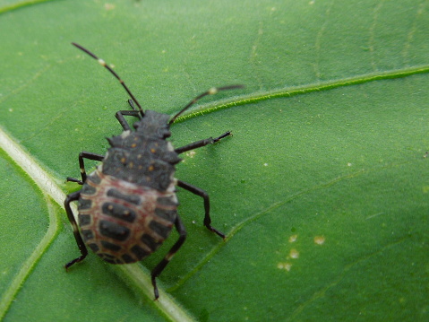 Close up of young stink bug on leaf