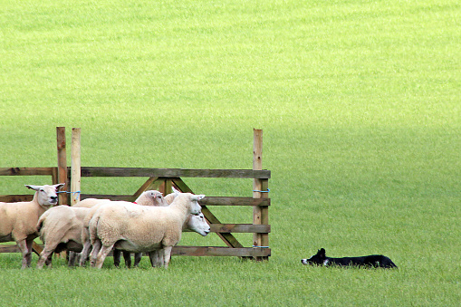 Border Collie herding sheep, Isle of Bute, Scotland.