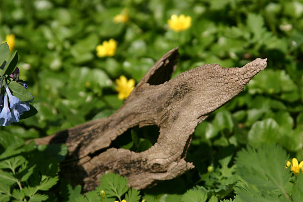 Tree bark stock photo