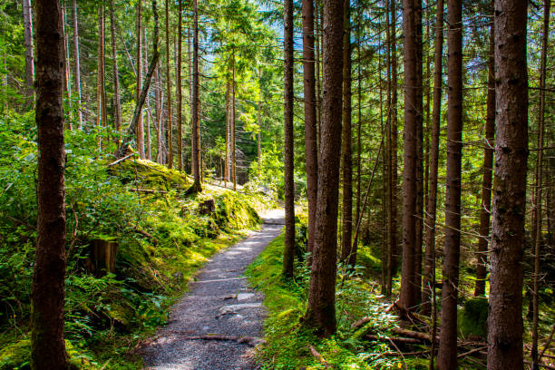 caminho na floresta de tirol dois - mountain austria street footpath - fotografias e filmes do acervo