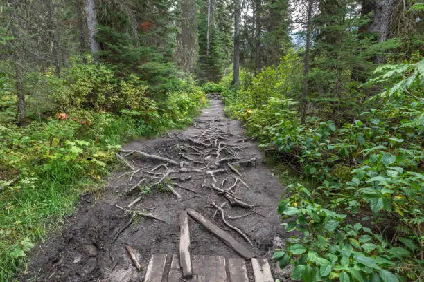 pathway at Emerald Lake, British Columbia, Canada