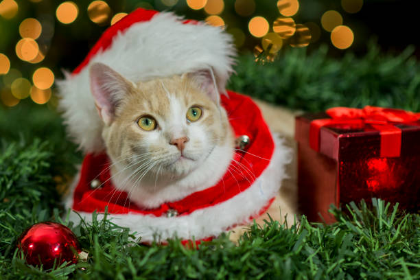 istock Christmas Pet Adoption 1175600517