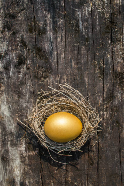 un concept d'occasion d'oeuf d'or de la richesse et une chance d'être riche - animal egg golden animal nest nest egg photos et images de collection