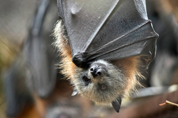 jest to zbliżenie nietoperza owocowego - bat fruit bat mammal australia zdjęcia i obrazy z banku zdjęć