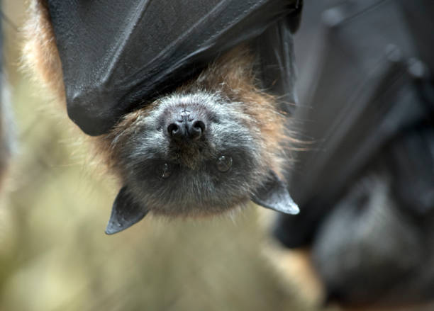 questo è un primo passo di un pipistrello della frutta - bat fruit bat mammal australia foto e immagini stock