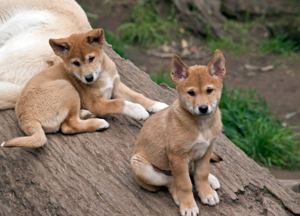 istock the 8 week old golden dingo are resting 1175603916