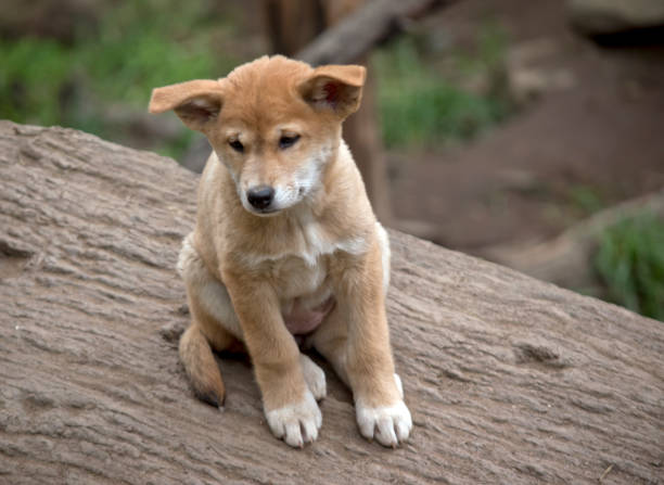 istock this is an eight week old puppy 1175603939