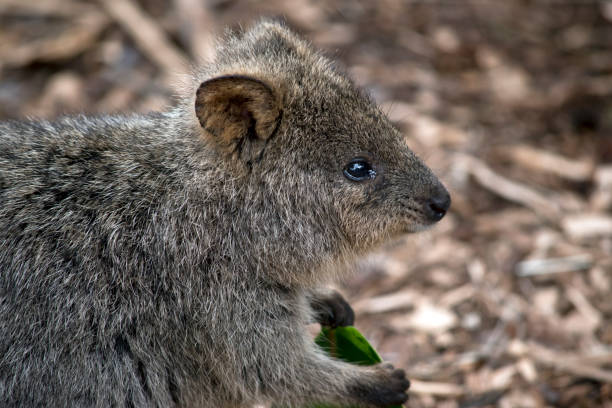 istock this is a close up of a quokka 1175604766