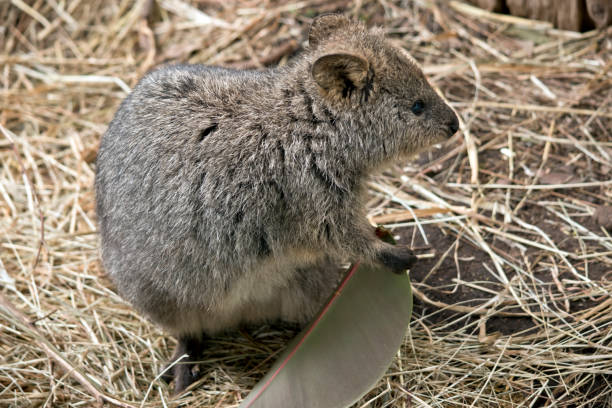 istock this is a close up of a quokka 1175604822