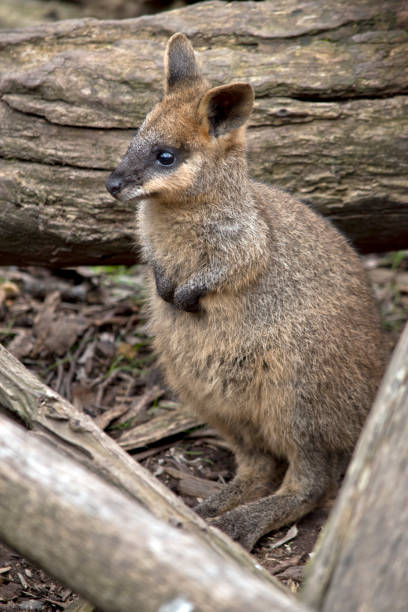 istock this is a joey swamp wallaby 1175604868