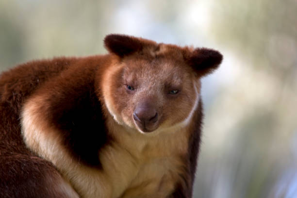 istock the tree kangaroo is the only kangaroo that can climb 1175604939