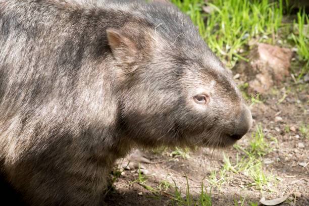 istock this is a side view of a wombat 1175605019